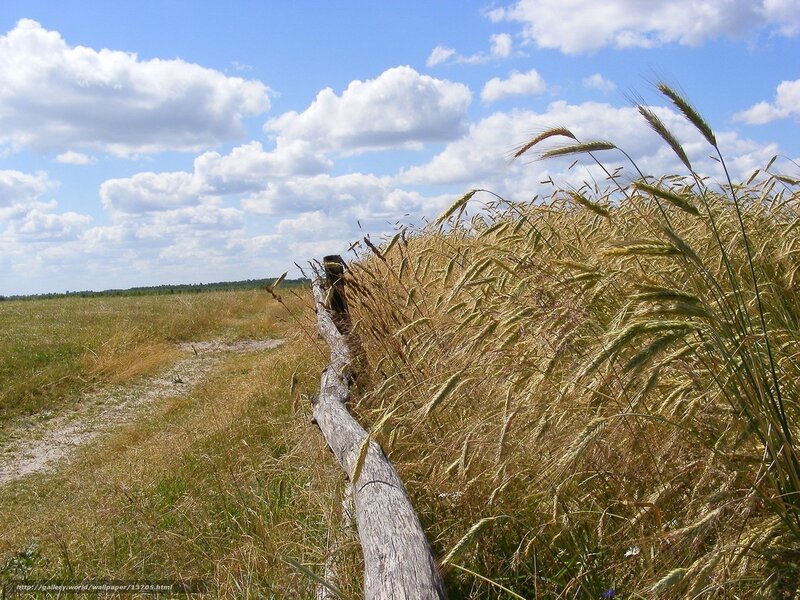 Wheat field with wooden fence
