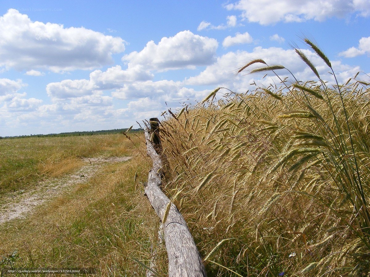 Wheat field with wooden fence