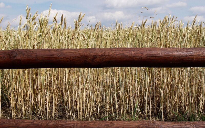 Wheat field with wooden rail