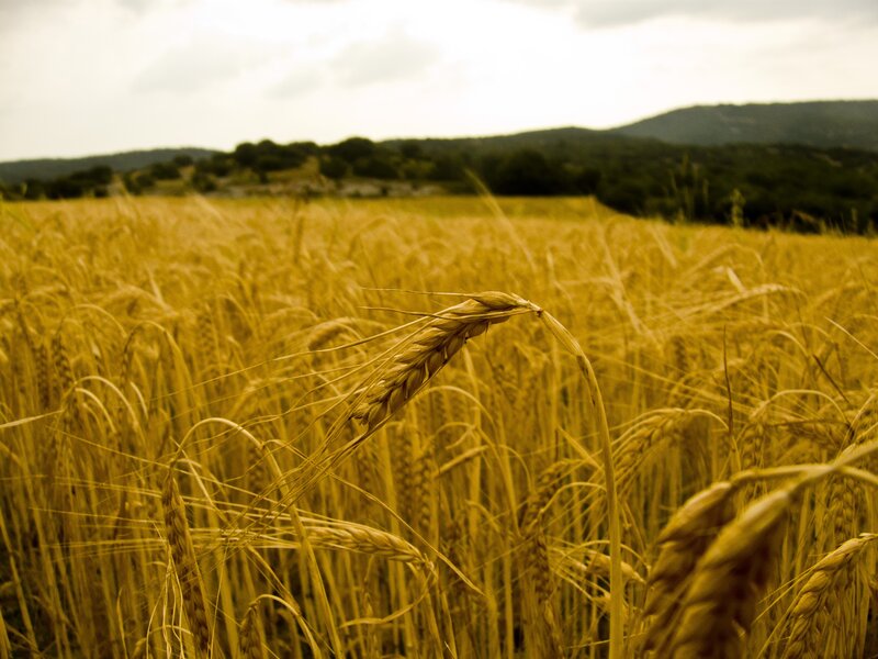 Wheat Field — Yellow