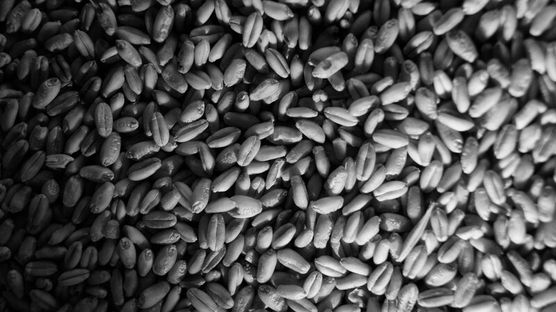 Wheat Grains Close-up