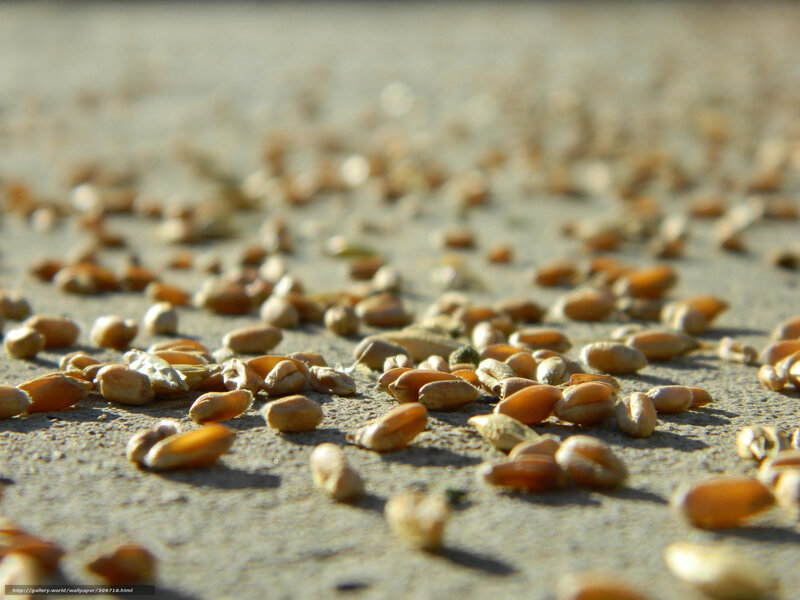 wheat grains on concrete