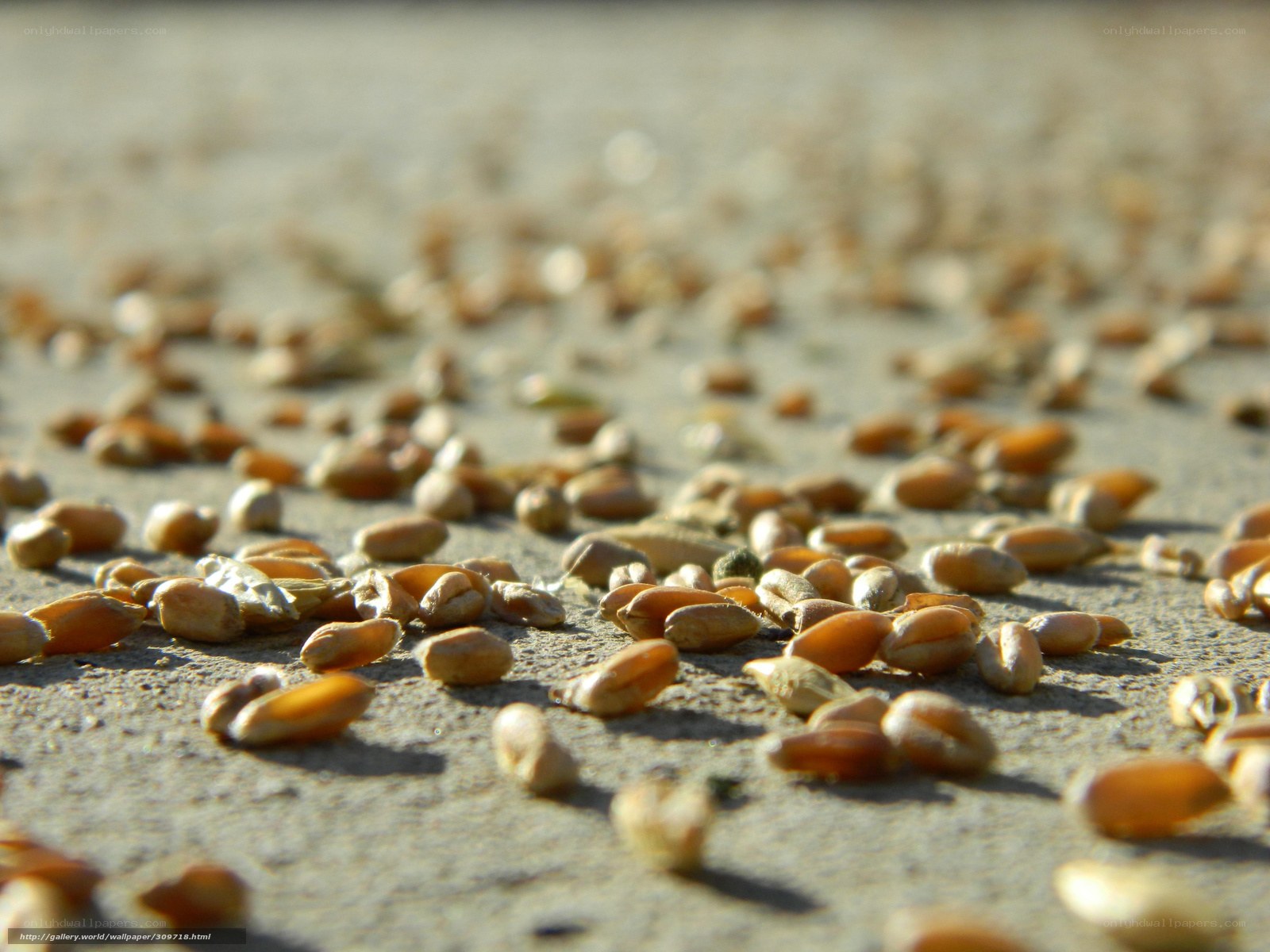 wheat grains on concrete