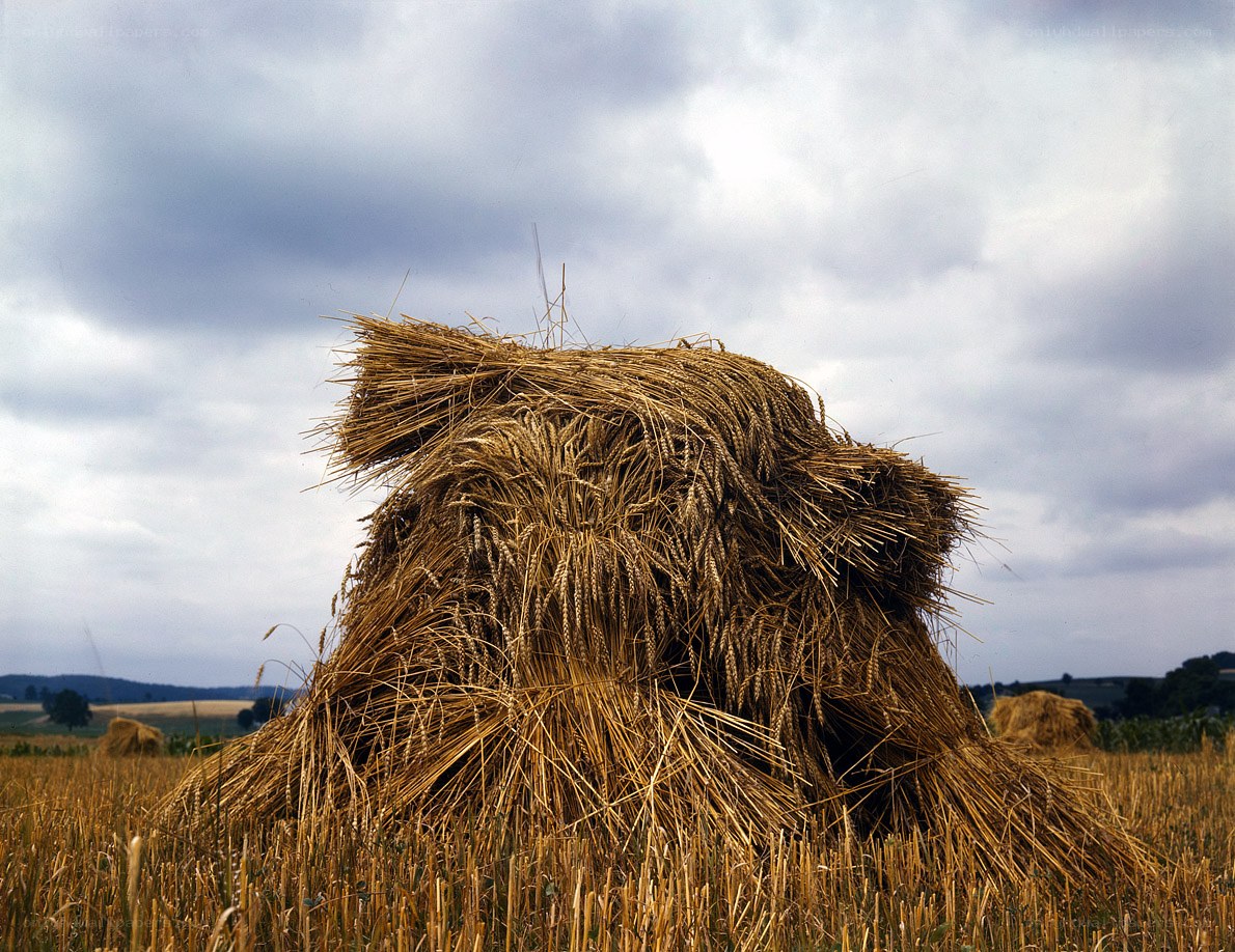 Wheat sheaf in a field