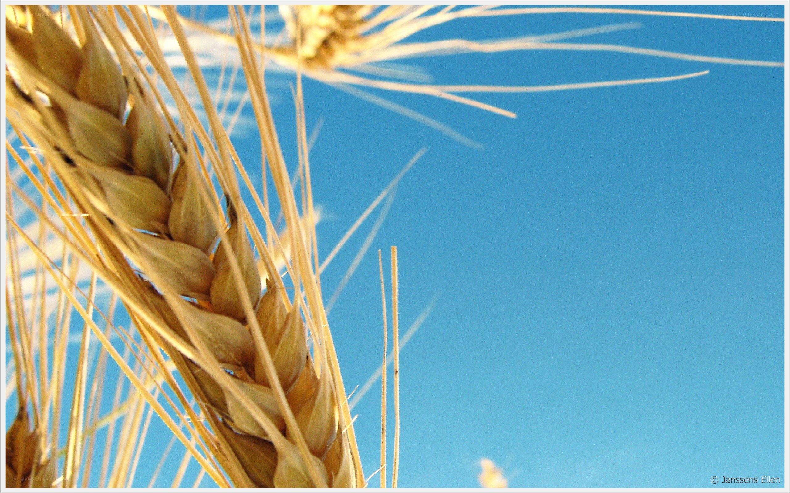 Wheat stalk against blue sky