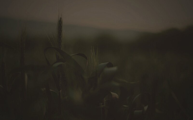 Wheat Stalk in Field — Brown, Somber