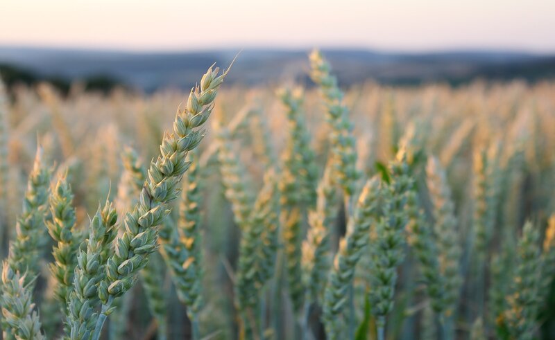 Wheat Stalk in Field — Green, Serene