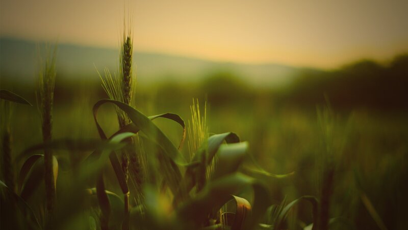 Wheat Stalk in Field — Green