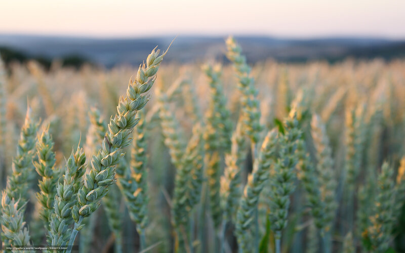 Wheat Stalk in Field