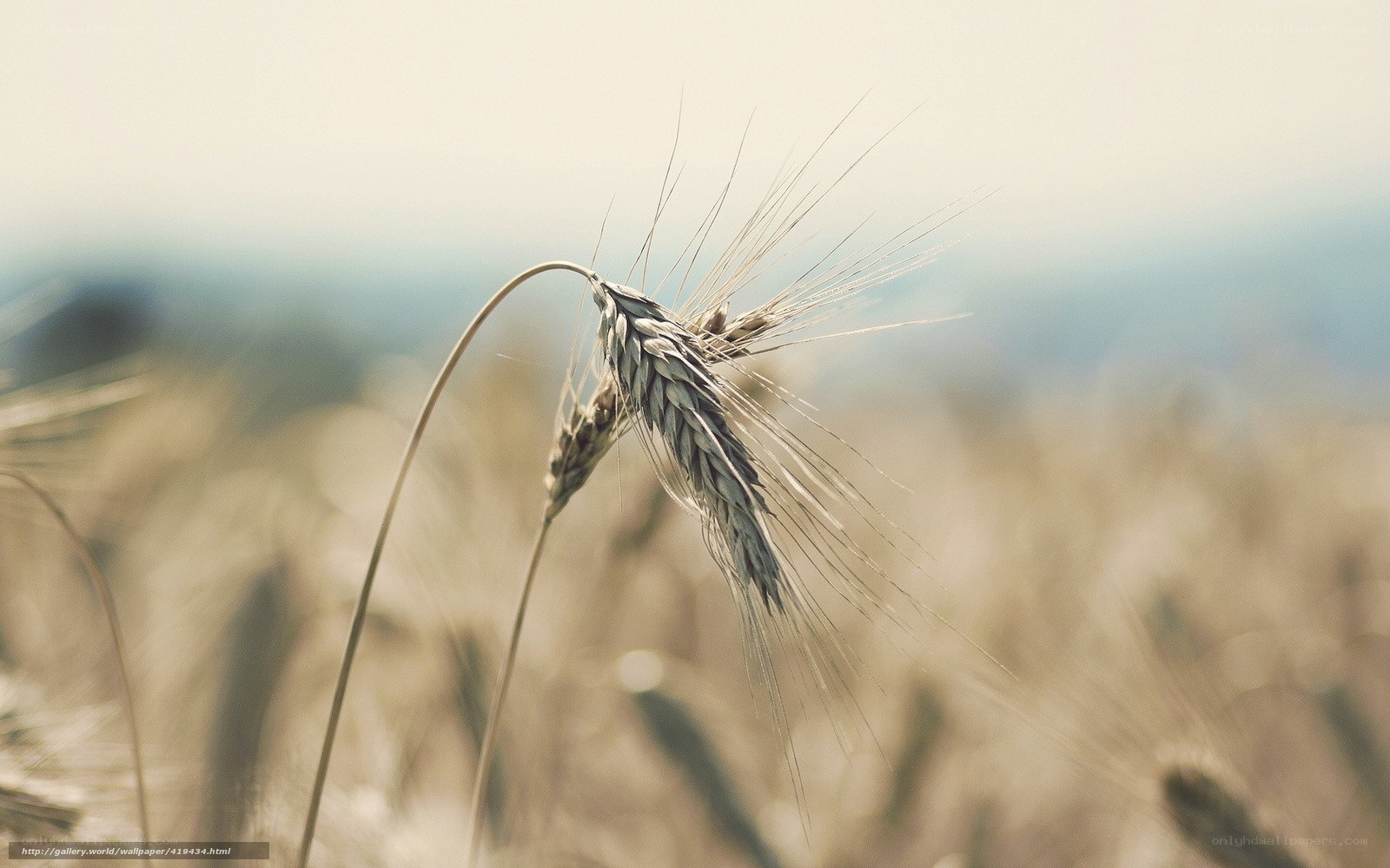Wheat stalk in golden field