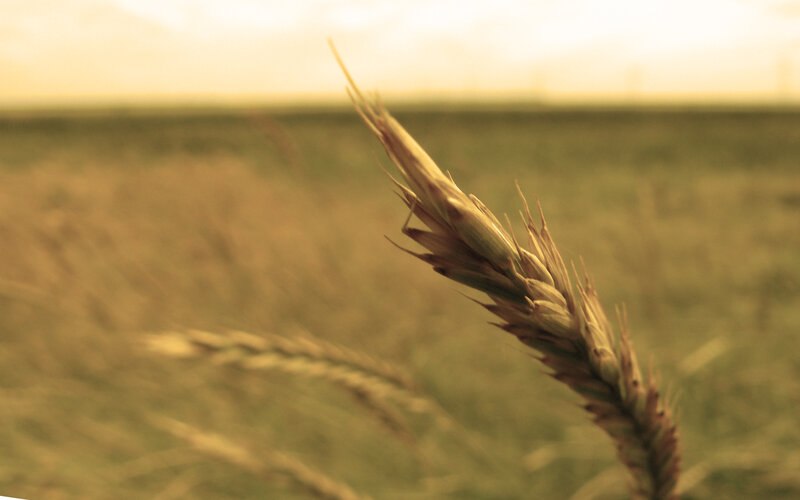 Wheat stalk in golden field