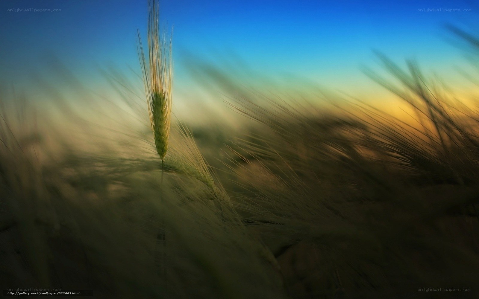 Wheat stalk in golden field