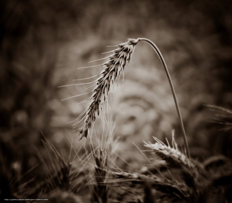 Wheat stalk in sepia