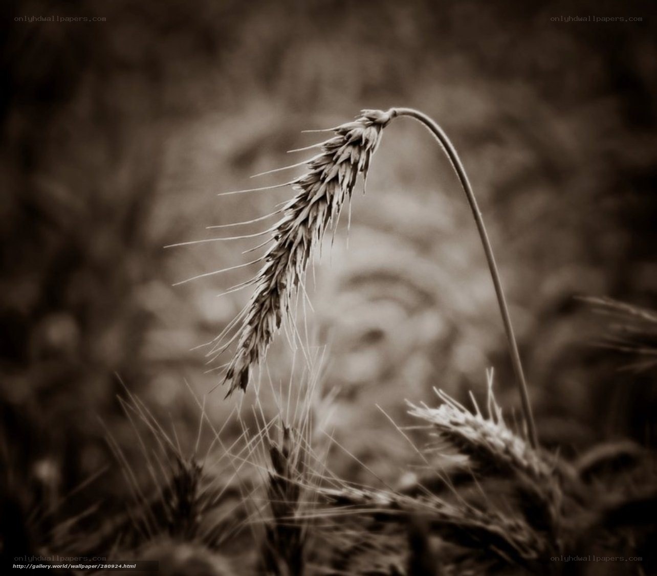 Wheat stalk in sepia