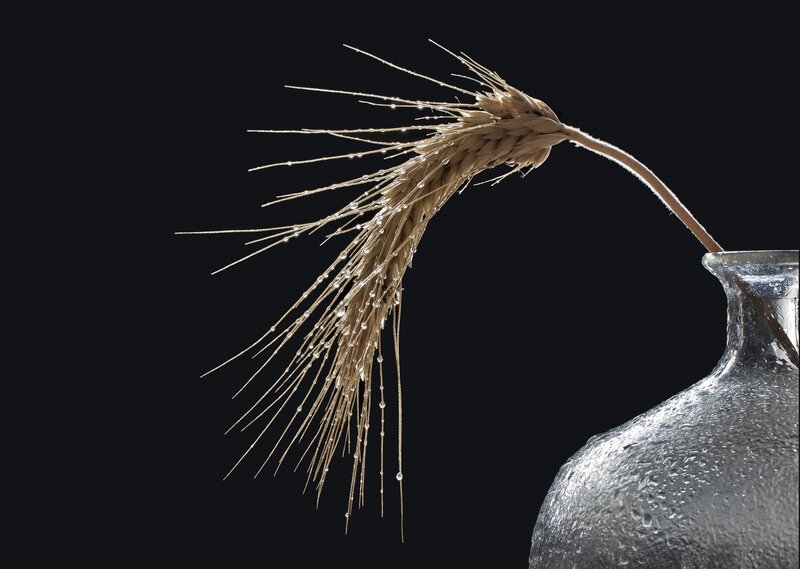 Wheat Stalk in Vase