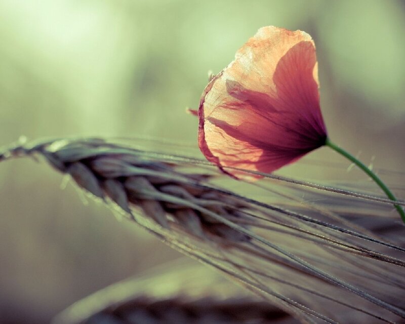 Wheat Stalk with Poppy