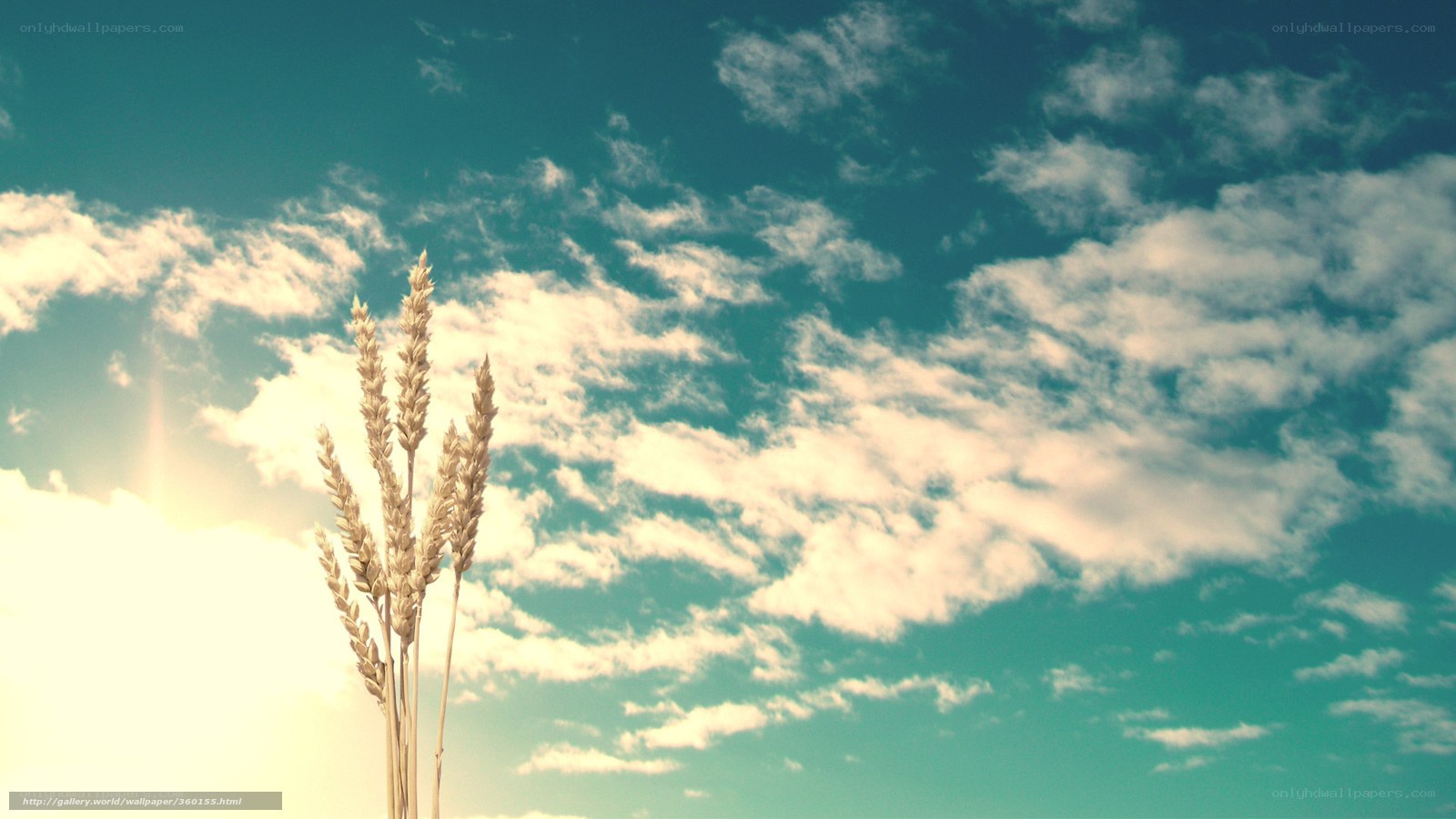Wheat stalks against a blue sky