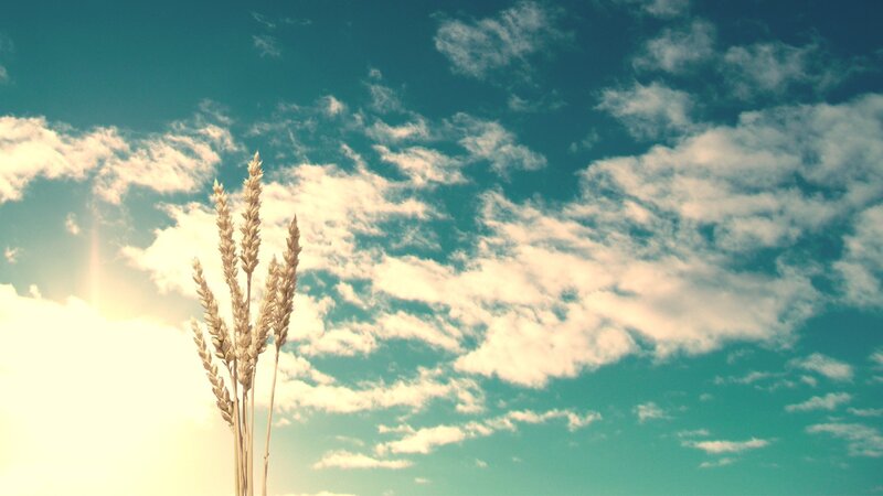wheat stalks against a cloudy sky