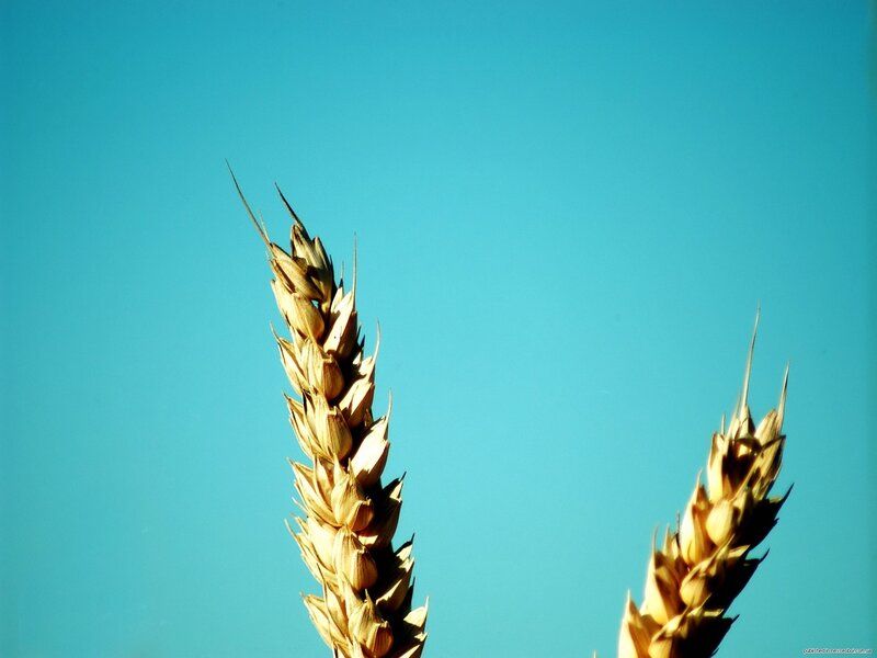 Wheat stalks against blue sky