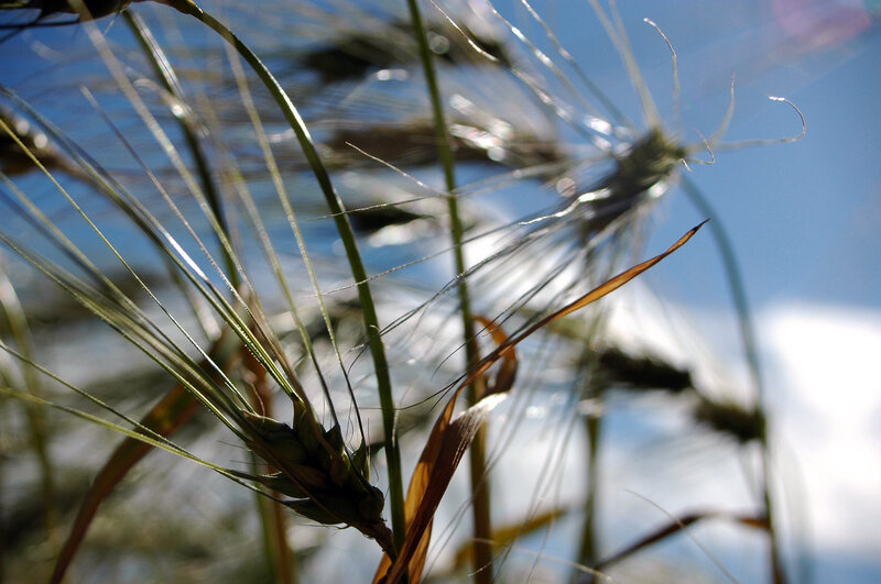 Wheat stalks against blue sky