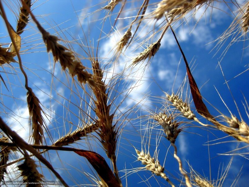 Wheat stalks against blue sky
