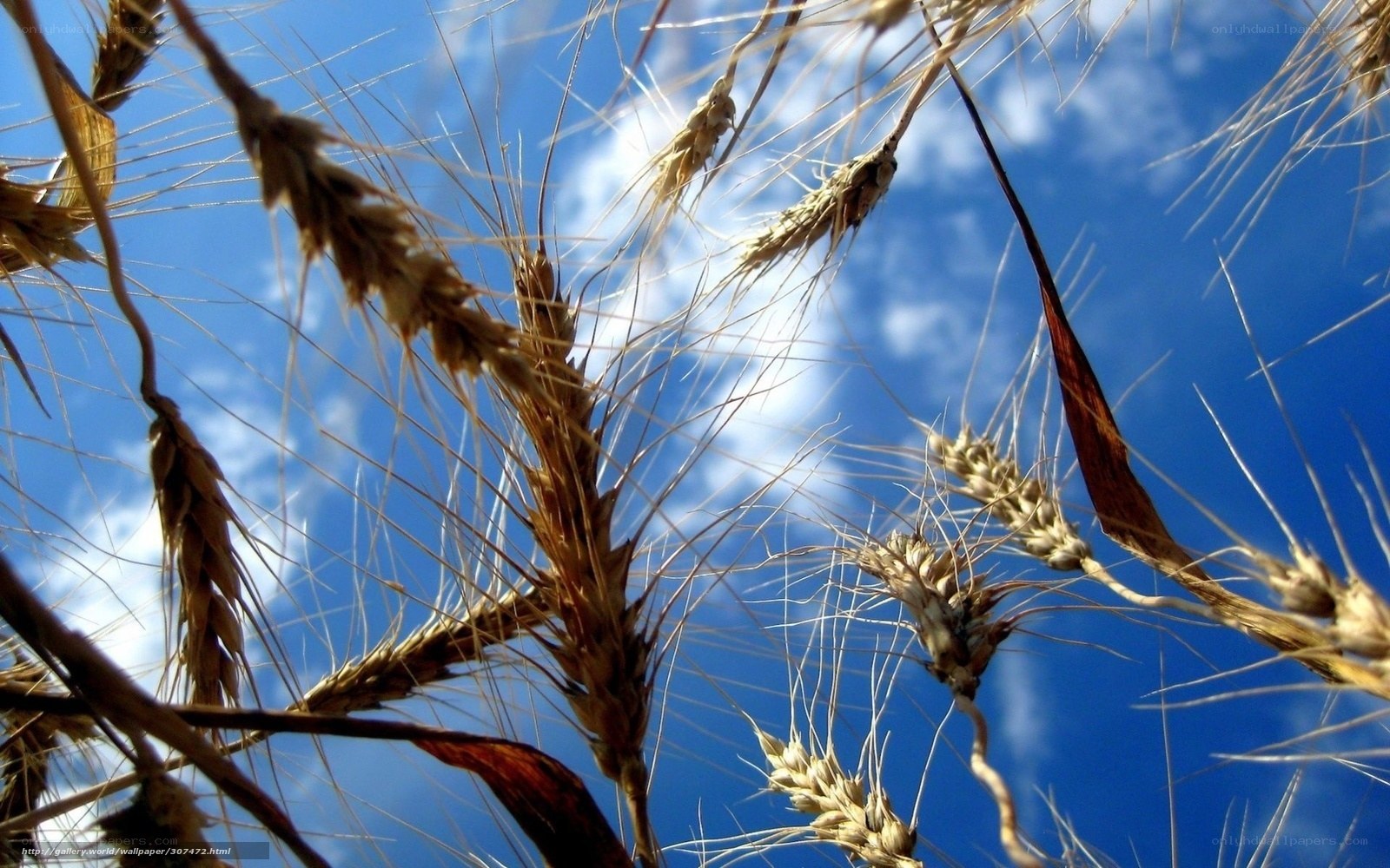 Wheat stalks against blue sky