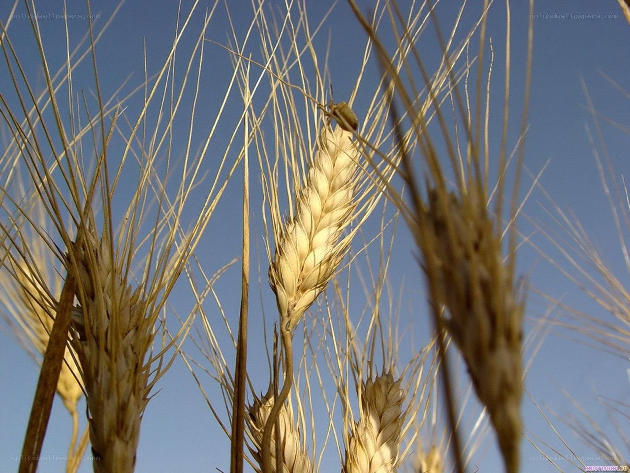 Wheat stalks against blue sky