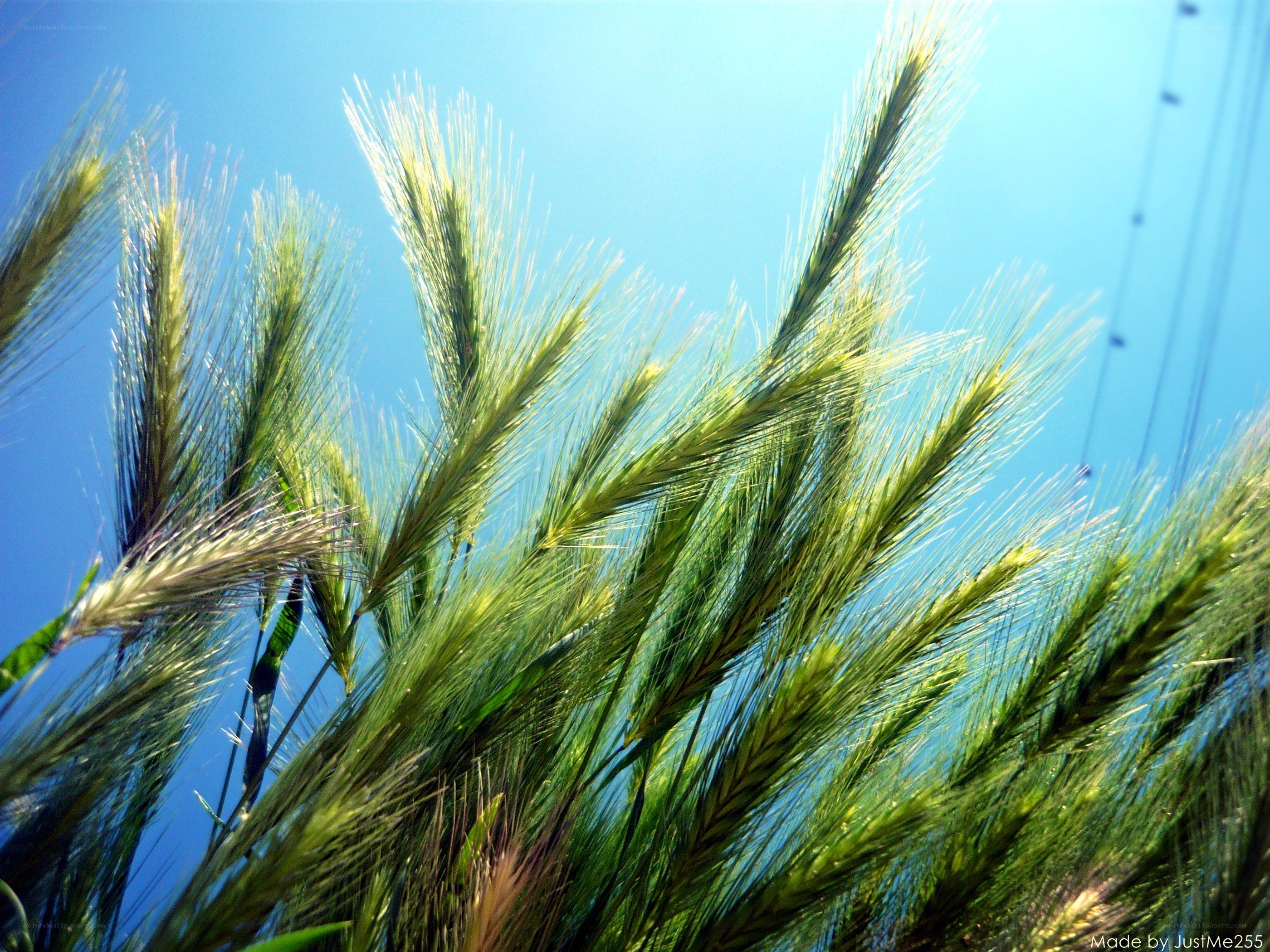 wheat stalks against blue sky