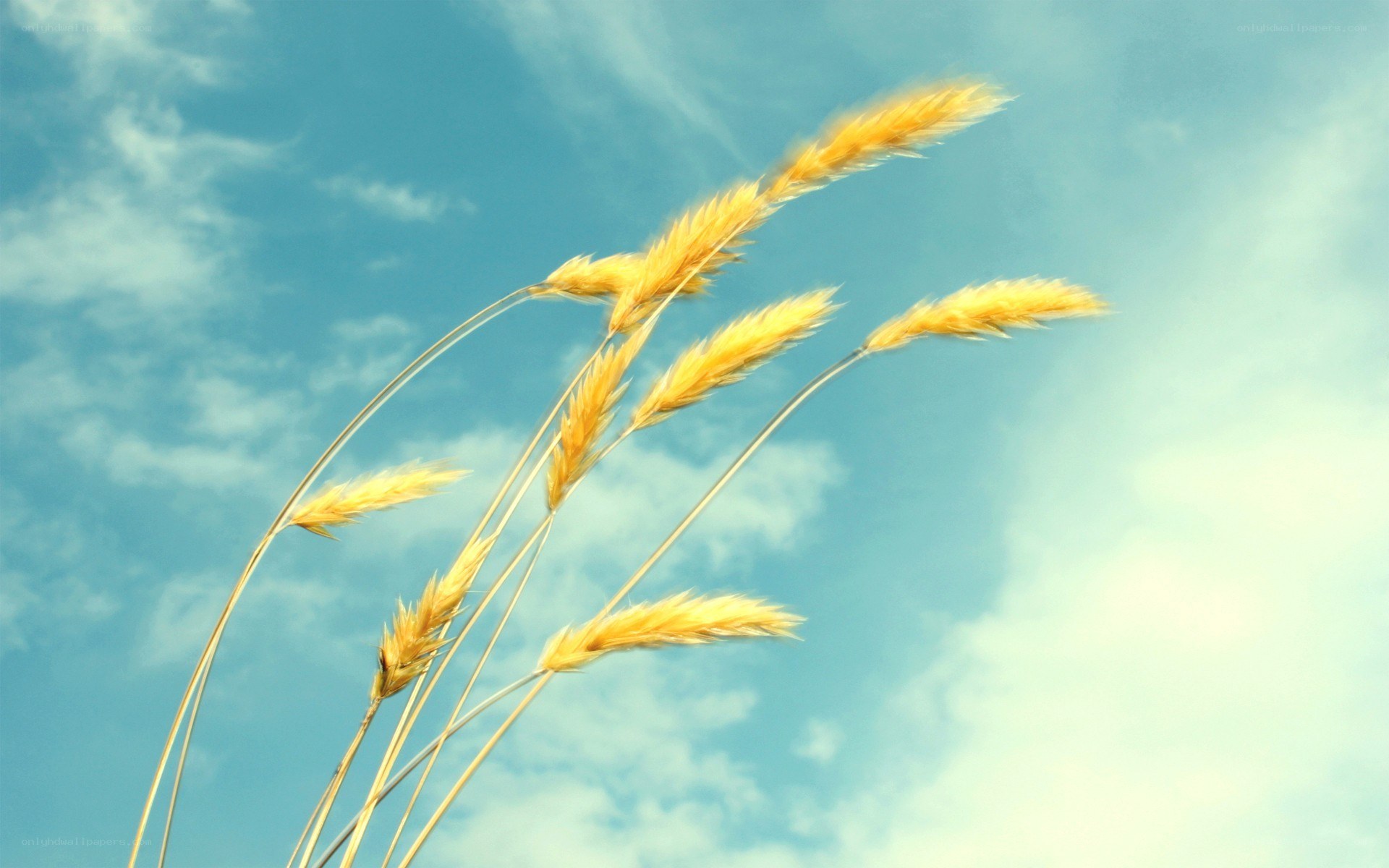 Wheat stalks against blue sky