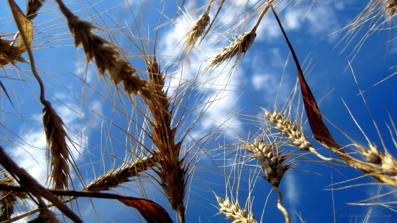 wheat stalks against blue sky