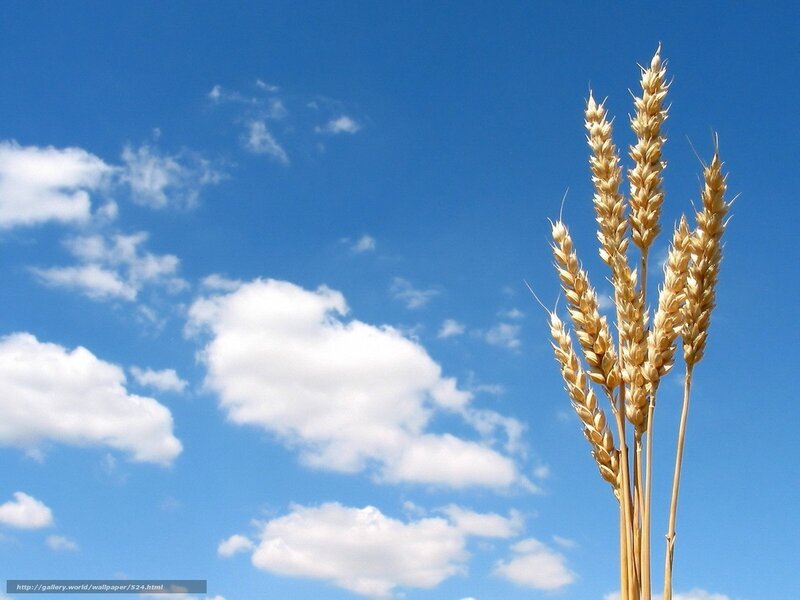 Wheat stalks against blue sky