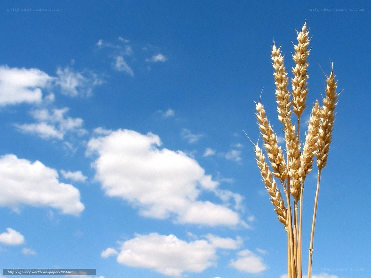 Wheat stalks against blue sky