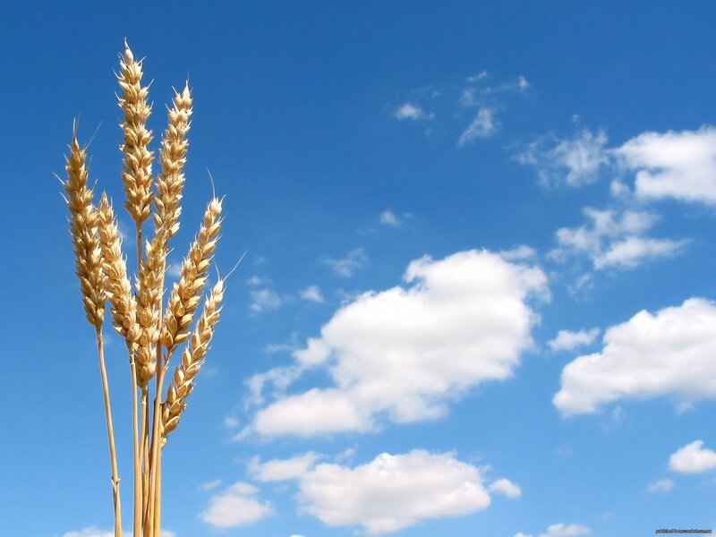Wheat Stalks Against Sky — Afternoon
