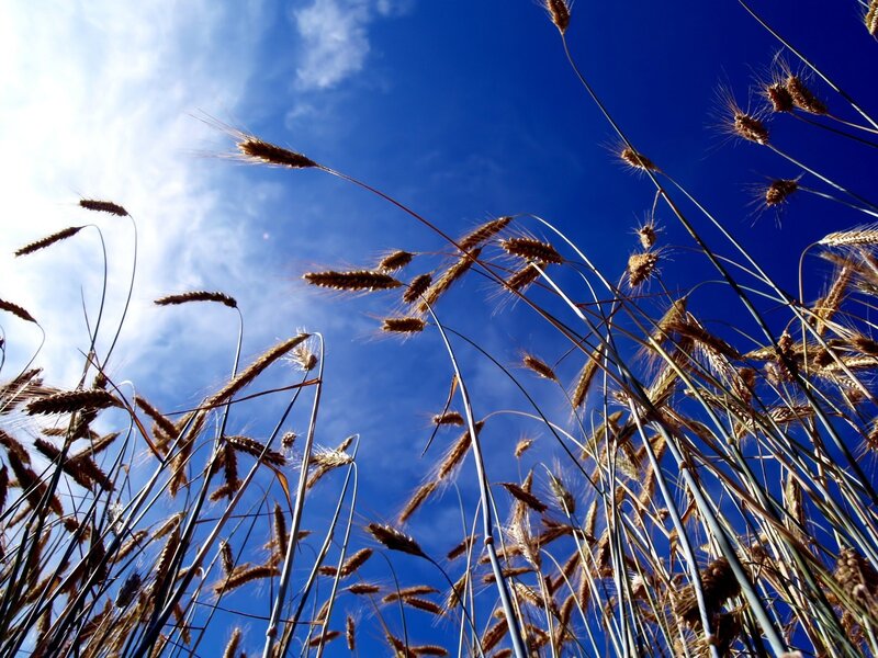 Wheat Stalks Against Sky — Blue, Serene, Afternoon, Photograph, Clouds, Sunlight, Yellow