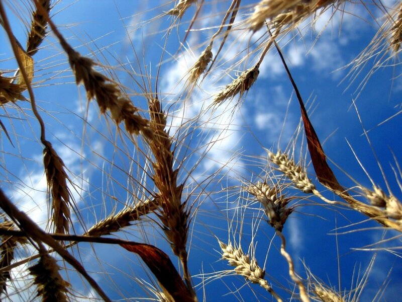 Wheat Stalks Against Sky — Blue, Serene