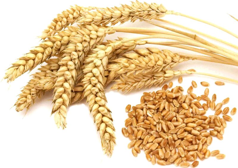 Wheat Stalks and Grains
