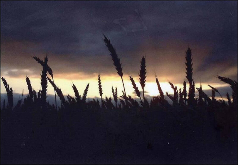 Wheat Stalks at Dusk