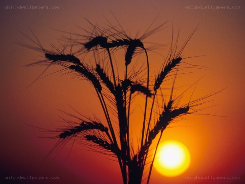 wheat stalks at sunset
