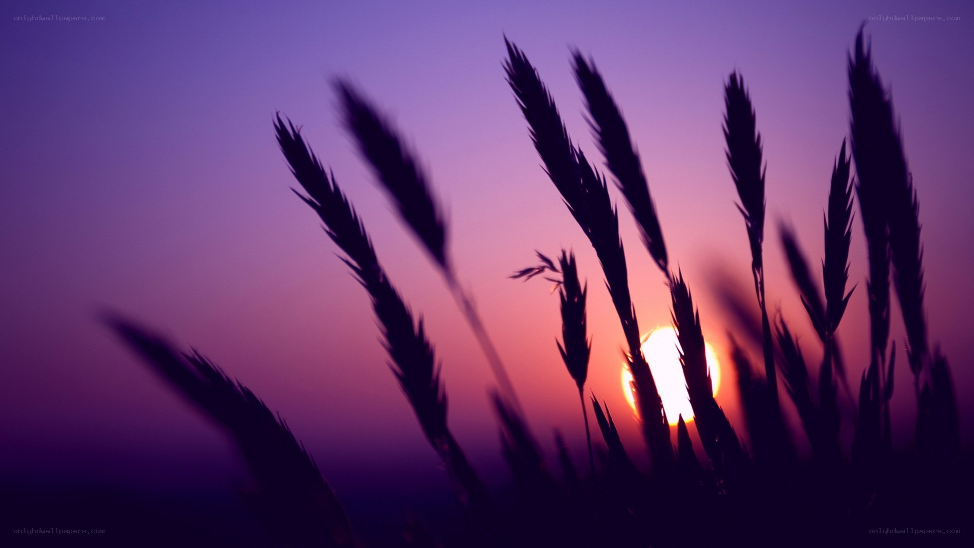 wheat stalks at sunset
