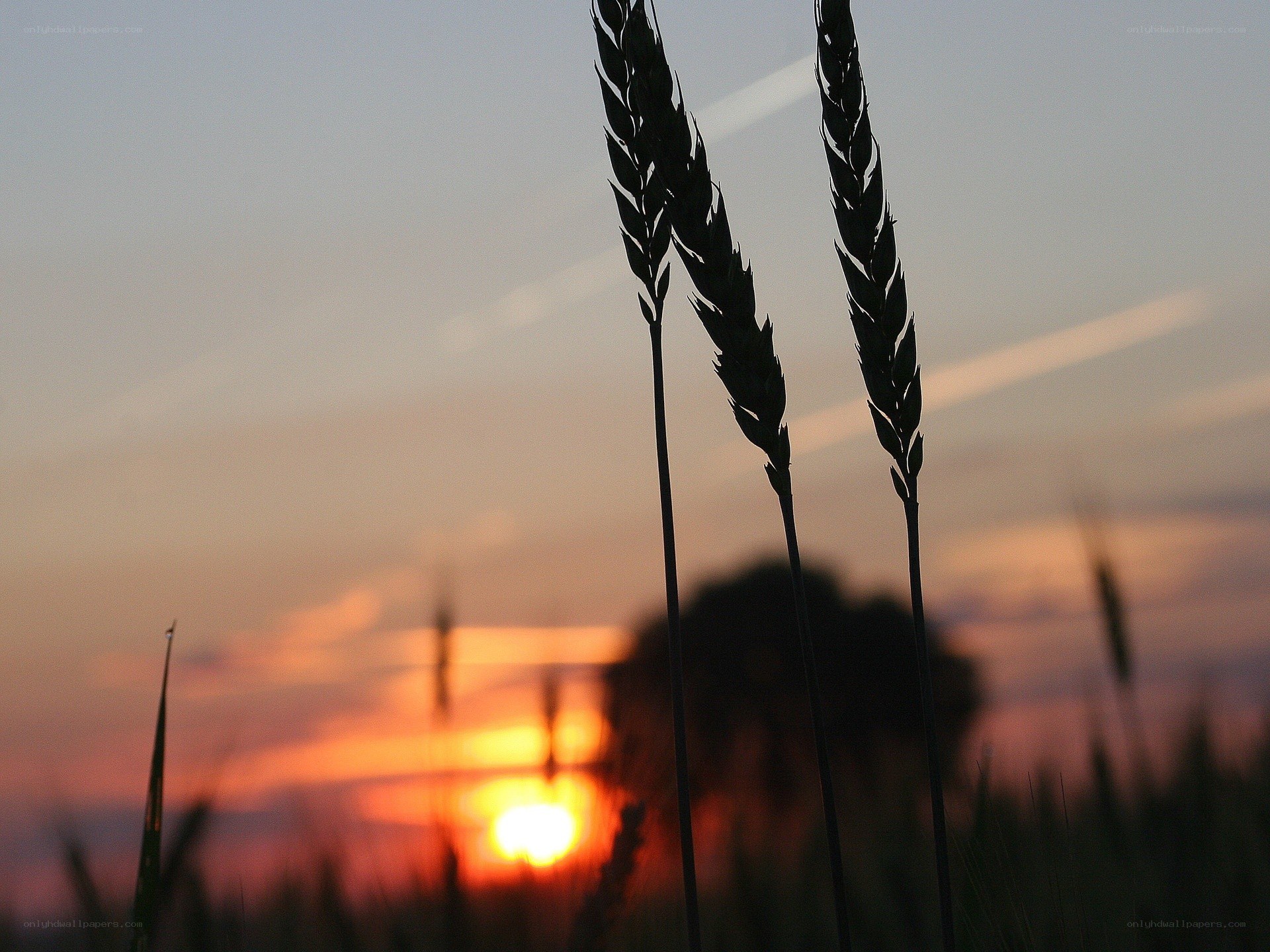 Wheat stalks at sunset