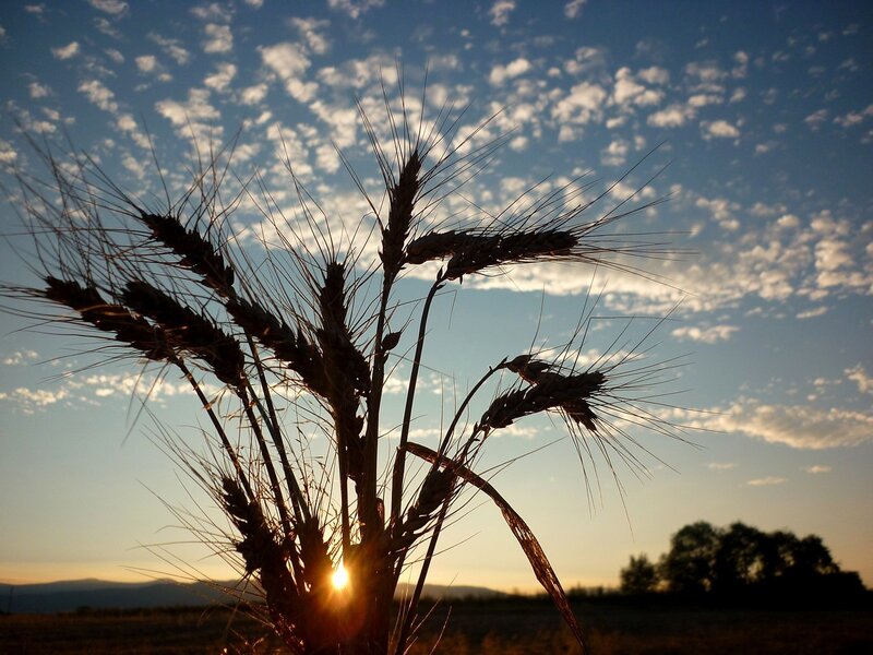 Wheat Stalks at Sunset — Blue