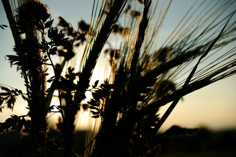 Wheat Stalks at Sunset — Gold, Serene, Photograph
