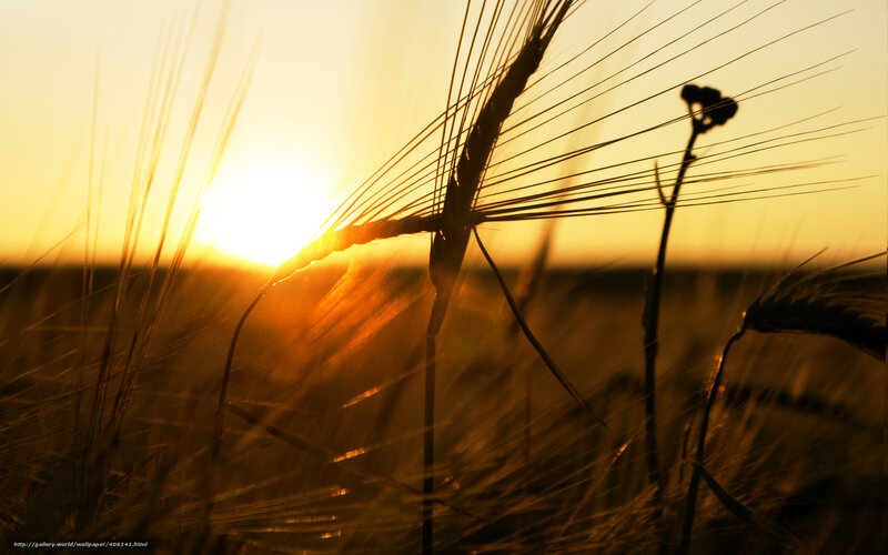 Wheat Stalks at Sunset — Gold, Serene