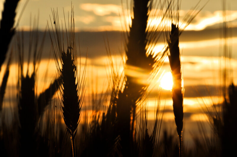 Wheat Stalks at Sunset — Gold