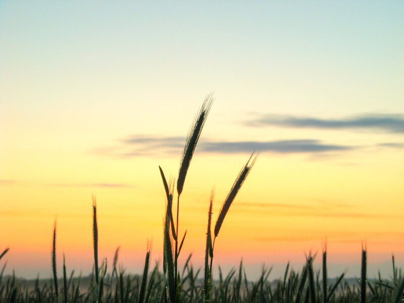 Wheat Stalks at Sunset — Orange, Serene, Photograph, Sky, Clouds, Field, Yellow