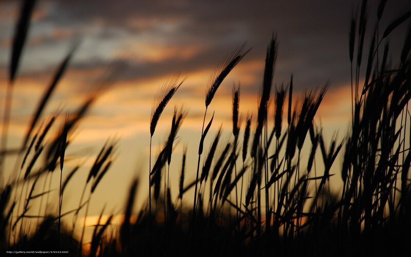 Wheat Stalks at Sunset — Orange, Serene, Photograph, Sky, Clouds