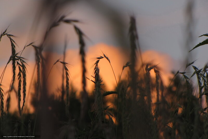 Wheat Stalks at Sunset — Orange, Serene, Photograph, Sky