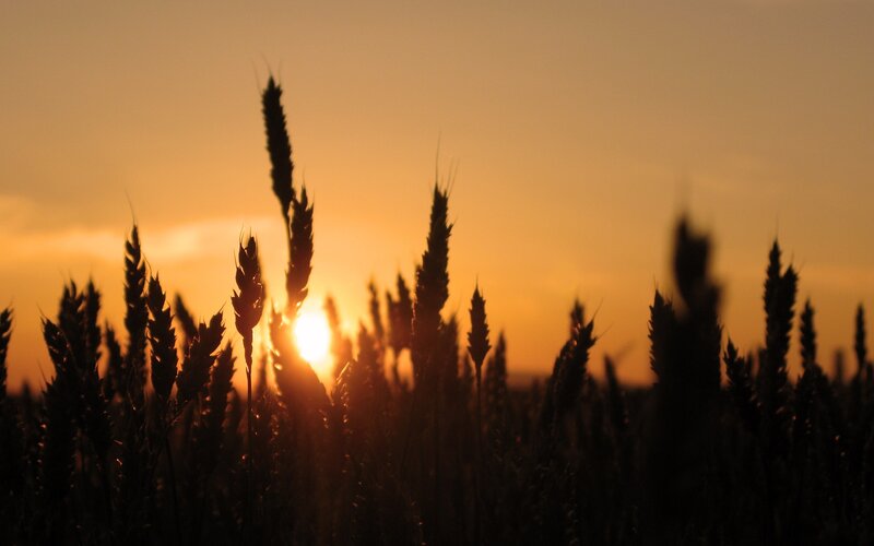 Wheat Stalks at Sunset — Orange, Serene, Photograph
