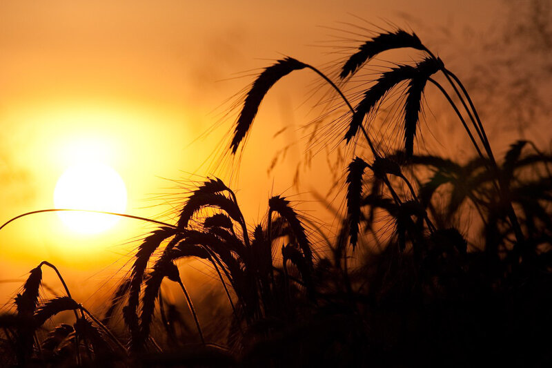 Wheat Stalks at Sunset — Orange, Serene