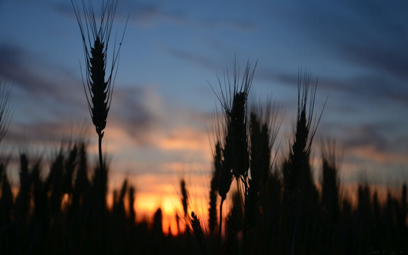 Wheat Stalks at Sunset — Orange